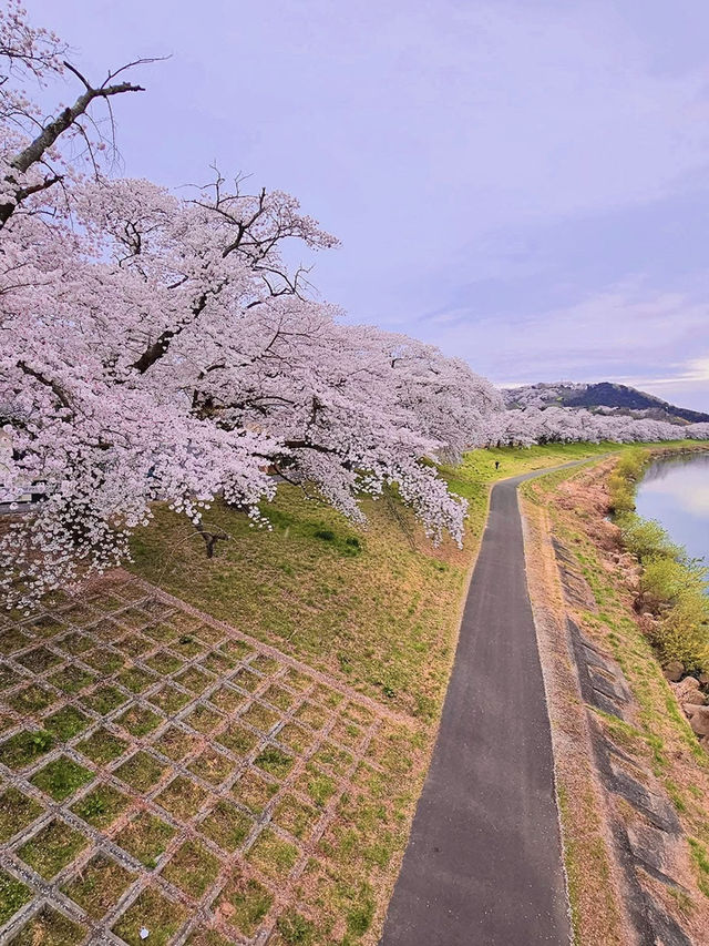 Chasing Sakura at Shibata River Park