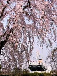 【桜が満開の横浜ニューグランドホテルと氷川丸、山下公園で春を迎えよう】