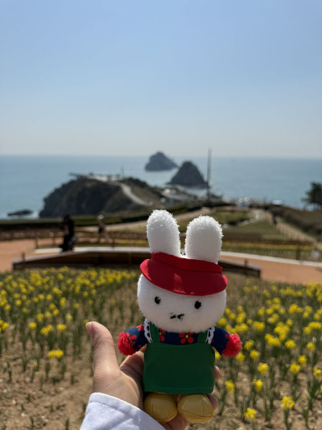 오륙도 수선화, 봄을 알리는 노란 물결 🌼🌊