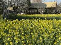 A Golden Surprise in Wuzhen: Seas of Rapeseed Blossoms