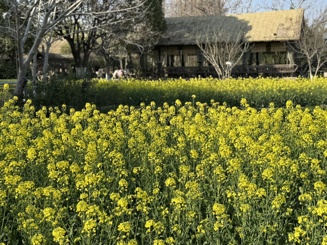 A Golden Surprise in Wuzhen: Seas of Rapeseed Blossoms