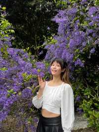 夢幻紫色花海 南投賞花秘境