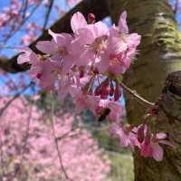 Hidden In Alishan, Taiwan!! Early Spring Cherry Blossoms