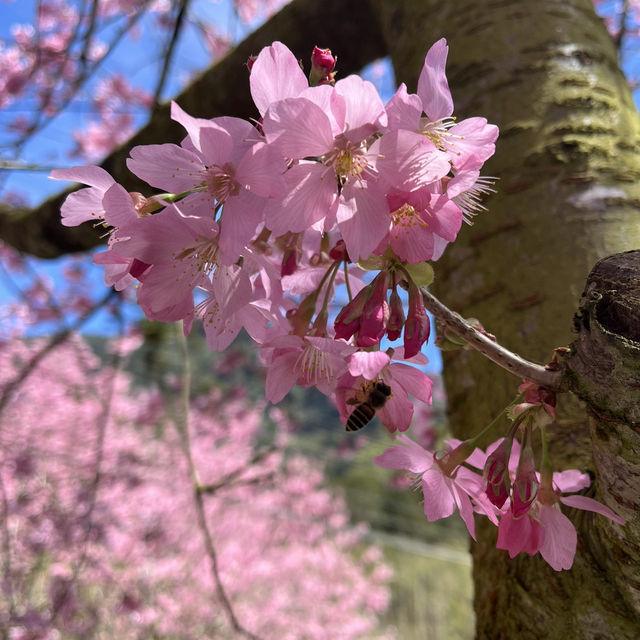 Hidden In Alishan, Taiwan!! Early Spring Cherry Blossoms