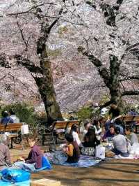 踩天鵝船賞櫻！快來井之頭恩賜公園，感受春櫻花海。