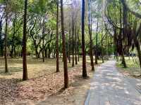 🧎沉浸在綠意與海濱風光中🌟深圳灣公園🌳