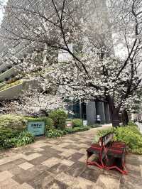 Hidden Sakura Spot: Tokyo Square Garden🌸