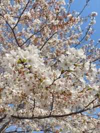 Gucun Park Cherry Blossoms- Shanghai's Largest Sakura Wonderland