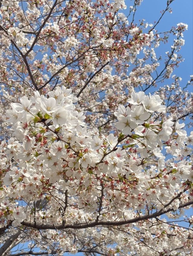 Gucun Park Cherry Blossoms- Shanghai's Largest Sakura Wonderland