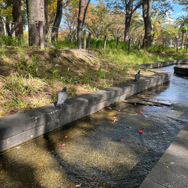 🌼🌿浮間公園～繡球花夢 🌼🌿