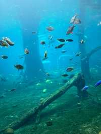 珠海景點｜長隆海洋王國 🪼🐬💦