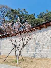 서울 벚꽃 명소 🌸