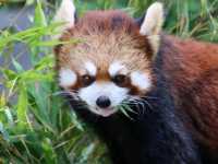 とべ動物園の白くまピース