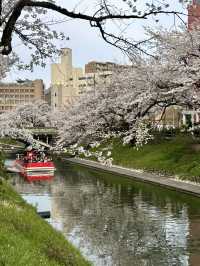 [富山旅行]さくら名所100選の松川付近で桜堪能🌸