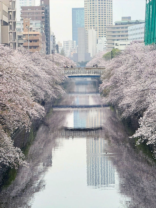 東京｜目黑區一日遊 🌸