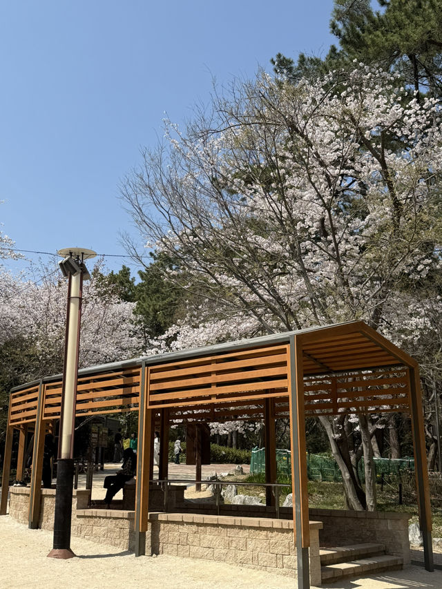 벚꽃 여행 코스 추천