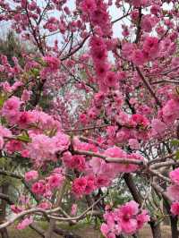 Cherry blossom @ Yuyuantan Park Beijing China