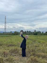 Travel to Perlis to Eat Expensive Harum Manis Mango in Malaysia
