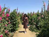 學甲蜀葵花季一日輕旅行～花牆爆炸美