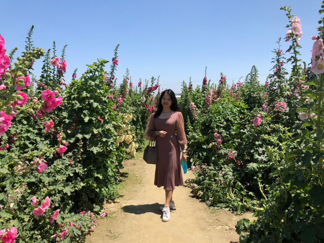 學甲蜀葵花季一日輕旅行～花牆爆炸美