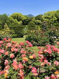 Spring Blooms at the Kyoto Botanical Gardens Rose Garden