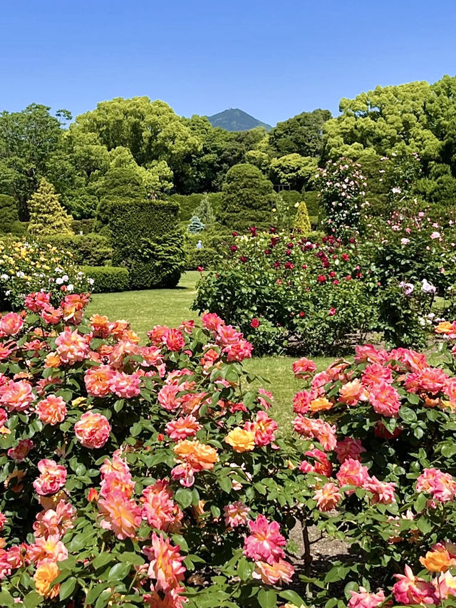 Spring Blooms at the Kyoto Botanical Gardens Rose Garden