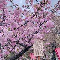 大阪市內賞櫻名所｜造幣局