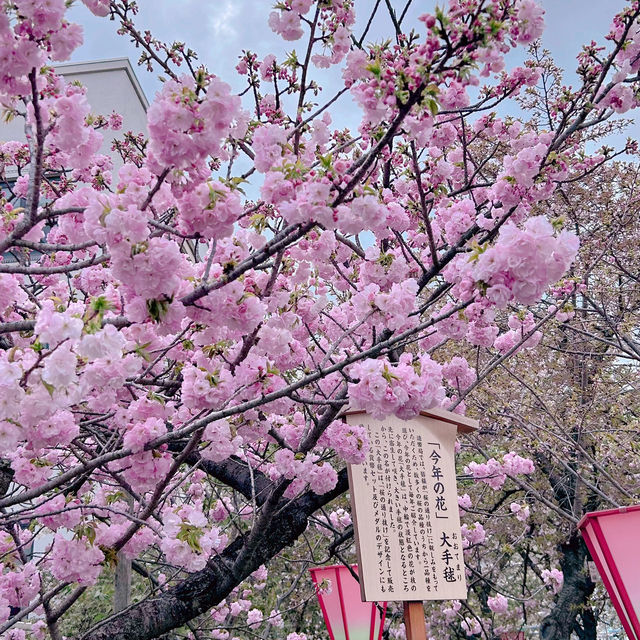大阪市內賞櫻名所｜造幣局