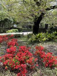 上野公園の朝を彩る「ラジオ体操広場」🌅🧘‍♂️