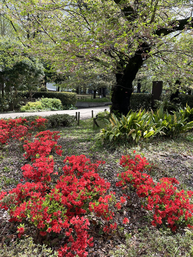 上野公園の朝を彩る「ラジオ体操広場」🌅🧘‍♂️