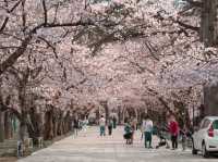 在高田城址公園賞櫻