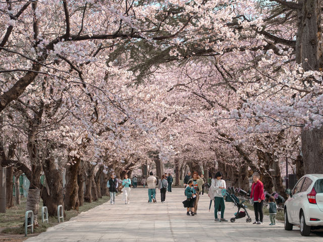 在高田城址公園賞櫻