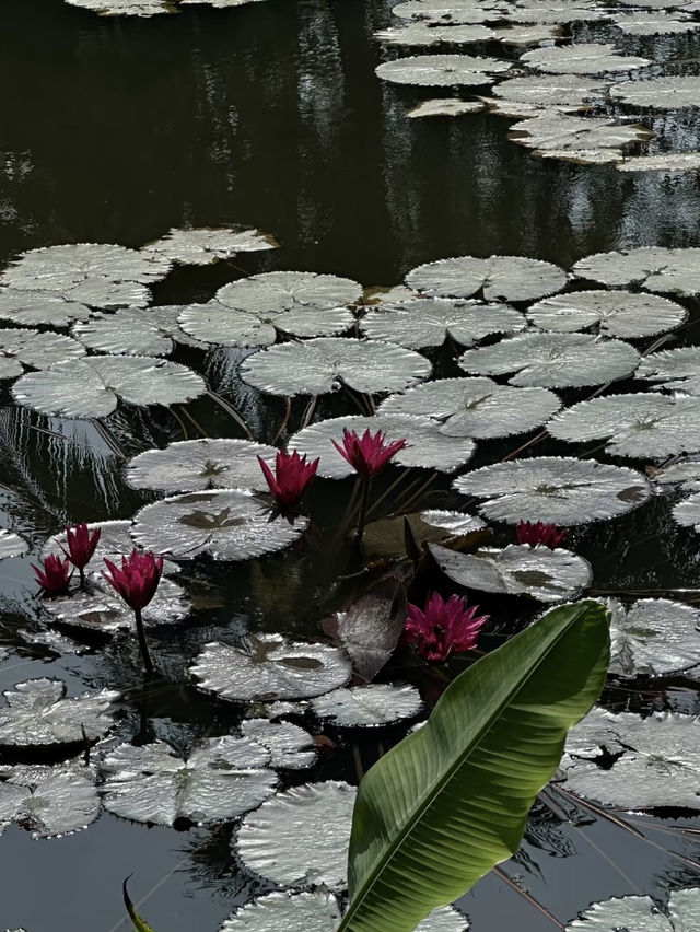 Anantara Mai Khao Phuket Villas: The White Lotus Season 3’s Thai Paradise 