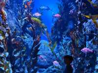 A Magical Day at S.E.A. Aquarium Singapore – Perfect for Kids and Families!