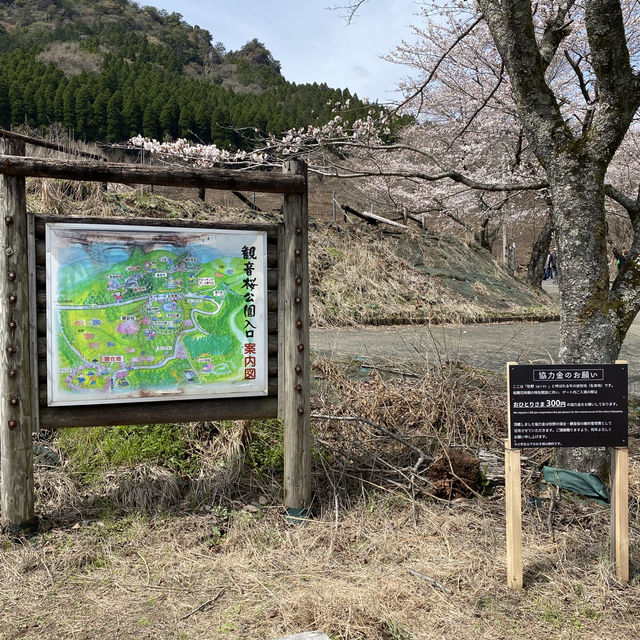 【熊本県🇯🇵観音桜】南阿蘇の観光名所☺️観音桜へ🌸