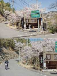 Revealing My Secret List of Ultra-Underrated Sakura Spots in Japan! 