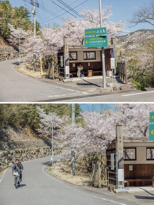 Revealing My Secret List of Ultra-Underrated Sakura Spots in Japan! 