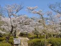 名古屋賞櫻，春光爛漫的東山動植物園