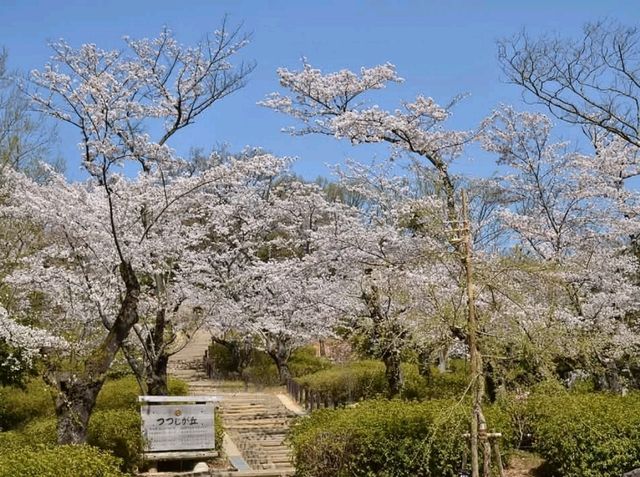 名古屋賞櫻，春光爛漫的東山動植物園
