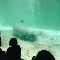 【三重/鳥羽】鳥羽水族館と桜スポットのご紹介🦦🌸