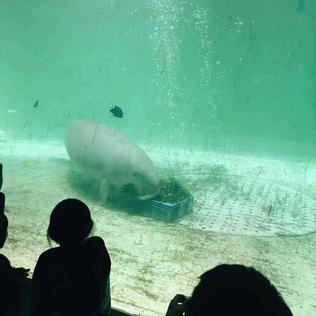 【三重/鳥羽】鳥羽水族館と桜スポットのご紹介🦦🌸