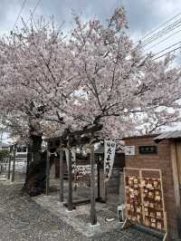 🌸🐱 Sakura at Neko train station - Kishi Station, Wakayama 