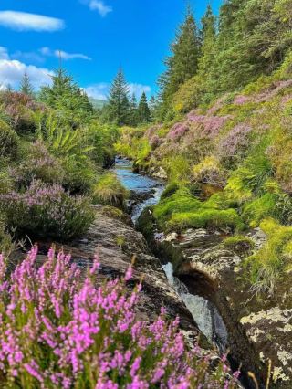 🌳Step into a Real-Life Lord of the Rings Forest | Hafren Forest Guide from Birmingham