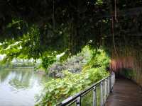 Nature's Embrace: Mandai Boardwalk