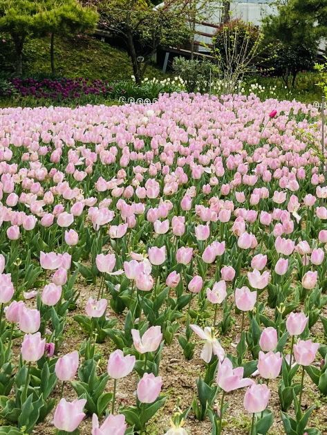 Haneulbit Arboretum: An April Tulip Paradise