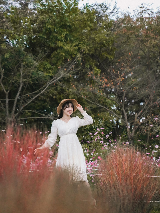 🇰🇷首爾奧林匹克公園 掃帚波波草🌿 初秋必看美景🌸