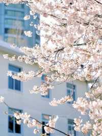 The cherry blossoms in Labor Park look like something straight out of a manga.