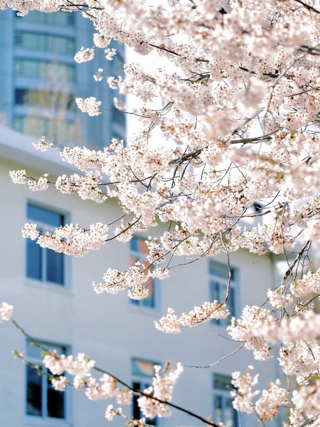 The cherry blossoms in Labor Park look like something straight out of a manga.