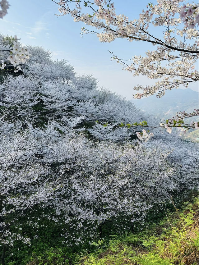 🌸 No need to go abroad! This Yoshino cherry blossom sea in Chongqing is breathtakingly beautiful! 🌸