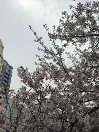 東京｜目黑川的櫻花奇觀